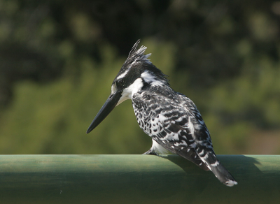 Op een brug in de buurt van Skukuza zat deze Bonte IJsvogel op de railing. Toen we achteruit terug reden bleef het gekke beest gewoon zitten terwijl we er op een meter of 1,5 naast stonden !!
Gefotografeerd met de 28-135 lens.