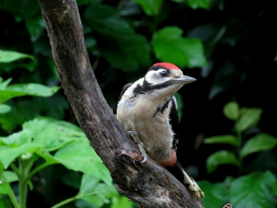 Deze specht is nu een reguliere gast in de tuin. Hij lande bijna 4 meter van me vandaan. Ik kon het niet laten..
