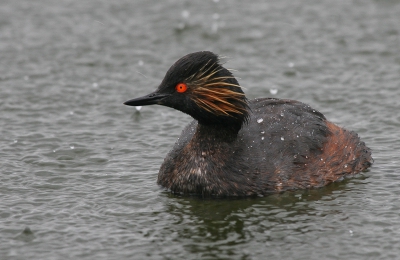 Tijdens de hevige regen kwam de Geoorde Fuut af en toe ook wat dichterbij.