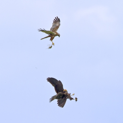 Vandaag heb ik opnieuw een poging gedaan om de voedseloverdracht in beeld te brengen. Gelukkig gebeurde het deze keer met een enigszins blauwe lucht als achtergrond. De juveniele vogel heeft hier de muis net te pakken/uit de lucht geplukt.