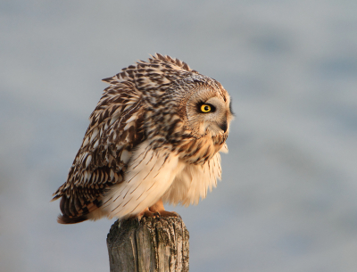 Ook ik kon de verleiding niet weerstaan om in jan. van dit jaar naar de Velduilen te gaan. Gelukkig was het er die dag niet zo druk. De uilen lieten zich goed benaderen en fotograferen. Deze uil was bezig zijn veren te poetsen in de late avond zon.