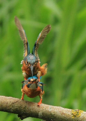 Vanuit een hut gemaakt vanwaaruit steeds een paar ijsvogels te zien waren Verschillende foto's van een paring kunnen maken Waarvan dit er een is