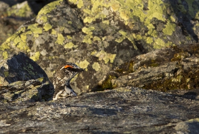 I was walking along the stream in the mountains of northern Norway and noticed Rock Ptarmigan sitting on the rock. Then he moved slowly towards the hide between two rocks, looking curiously at me.
