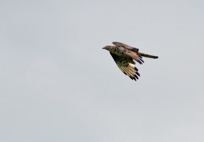 Zondagochtend toen ik op een hoog uitkijkpunt stond vlogen er 2 roofvogels voorbij. Eerst een Buizerd en daarna deze Wespendief. Ik kon hem in eerste instantie niet determineren, maar nadat ik hem op twitter had geplaatst kwam al gauw de naam Wespendief (m)tevoorschijn. Nooit eerder gezien en dus ook niet voor mijn lens gehad. Ik ben er in ieder geval erg blij mee.  Benieuwd wat jullie er van vinden.


Gr,

REmco