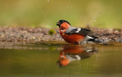 Twee weken terug zat ik in de boshut van jvh11. Ik lag half te slapen (want als natuurfotograaf maak je lange dagen), maar opeens hoorde ik de goudvink, dus meteen alert. Het waren een vrouwtje en een mannetje. Opvallend was dat ze niks kwamen eten, maar alleen gingen badderen en er meteen weer vandoor gingen.