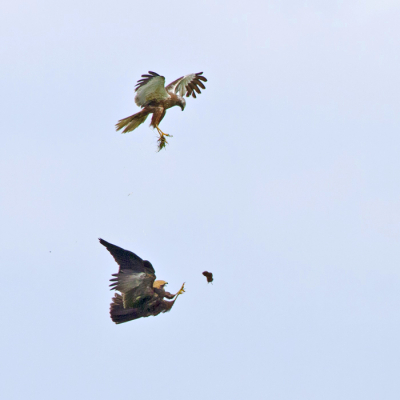 Een fractie van een seconde, die aan de vorige upload vooraf ging..... Het moment vind ik net even spannender, omdat de muis hier nog in de lucht zweeft.....