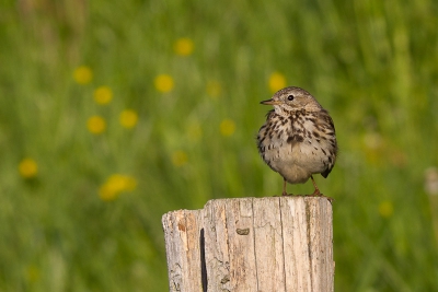 Mijn eerste upload op birdpix, graspieper in de ochtendzon.