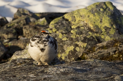 Rock Ptarmigan in the midnight sun of Northern Norway.