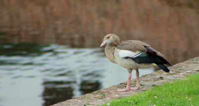 Komt deze ganzen steeds meer tegen. deze zat zo lekker op een muurtje bij de stadswal dat ik er een kiekje van gemaakt hebt.