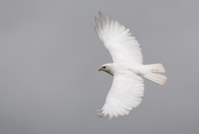 Leucistic adult male (+10 years). He has been residing in the same are for many years and is quite skittish. He is forming pair to a normal colored female.