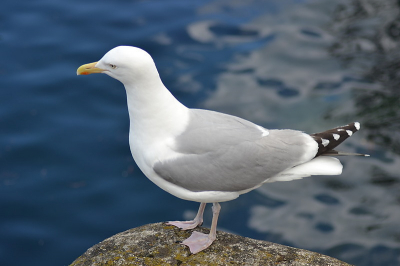 Deze mantelmeeuw was zeer tam, ik stond binnen twee meter en kon gemakkelijk plaatjes schieten met m'n 300mm objectief..