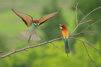 De bijeneters waren nog niet erg honkvast, maar maakten al wel af en toe gebruik van de tak.  Focus gericht op de voorkant van zittende vogel en dan knippen en hopen dat de aanvliegende vogel net in de scherpte een mooie houding heeft.