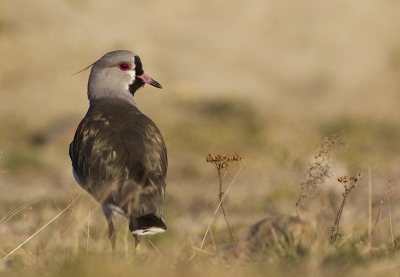Typical bird species of the End of the World. This photo was taken in the center of Ushuaia.