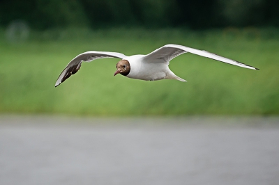 Gisteren in de vogelkijkhut bij de Starrevaart.
Was er samen met Freek M. en ben blij dat hij niet verdronken is. De reden dat ik de foto plaats is, omdat ik de kleuren erg mooi vind.
