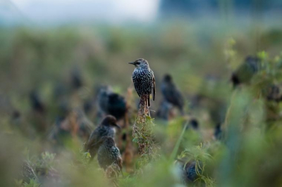 Na met zo'n 5000 stuks te zijn neergestreken in het riet een gevecht om de beste slaapplaats
