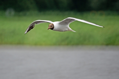 Deze foto is al eerder geupload en werd toen beoordeeld als veel en veel verscherpt. De opmerking was onder meer verscherpingsranden. Helaas zie ik dat niet. Vandaar de onverscherpte versie. (die ik ook reeds scherp vind)