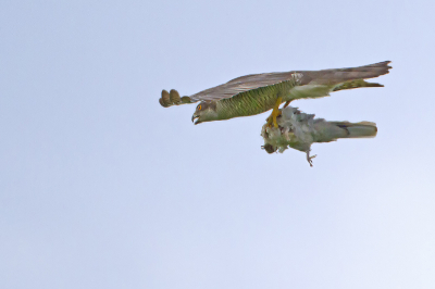 Ik zag hem al van ver aan komen vliegen door de voorruit van mijn mobiele kijkhut. Hij werd omringd in zijn vlucht door tientallen kleine vogels, die natuurlijk heftig protesteerden tegen het geweld waarmee deze vlucht gepaard ging...