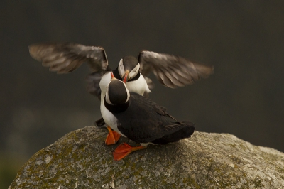 Mooie en onhandige vogels. Een enorm rotsblok, echter deze puffin moest natuurlijk bovenop de enige andere puffin op hetzelfde rotsblok landen. Met enig bekvechten tot gevolg.