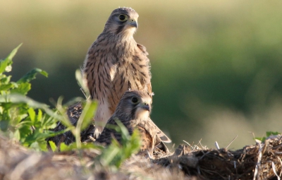 Een ruim uur op zoek naar vogels, kom ik deze 2 jonge torenvalkjes tegen, ze bleven mooi zitten in de composthoop, ze gingen graag even op de foto.
