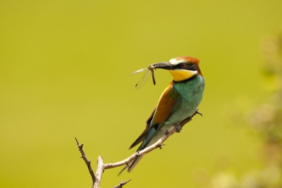 Mee geweest met een fotoreis van Marco de Paauw naar Hongarije waar ik deze Bijeneter met Libelle heb kunnen fotograferen. Wat een geweldige ervaring!