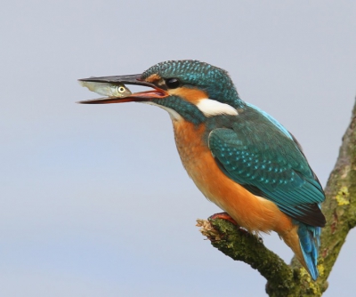 Gisteren ook even in de gelegenheid geweest een paar foto's van de ijsvogel te maken. Hier gaat net een vis naar binnen. Foto gemaakt met Canon7D en 400mm lens icm 1.4 converter.