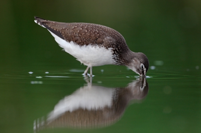 Juvenile in a meadow. I spend the night in a hide and photographed him in the early morning.