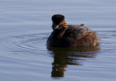 In het ochtendzonnetje kwamen twee geoorde futen fourageren voor de vogelkijkhut. Kwamen soms zo dichtbij dat scherpstellen haast niet meer mogelijk was.