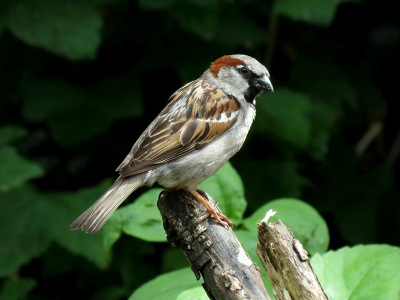 Ondanks da het bij mij  veelvoorkomend is blijft het toch een mooie vogel