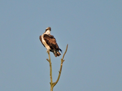Ik was bezig met het fotograferen van een aantal lepelaars toen ik ineens een dikke visarend achter me in een boom zag zitten. Het fotograferen van de lepelaars wilde niet echt goed lukken, maar gelukkig bleef de visarend ruim 20 minuten zitten. Ondanks de grote afstand heb ik, als beginner, toch een redelijke foto kunnen maken. Ik heb nog gekeken of ik dichterbij kon komen maar dat was helaas niet mogelijk..