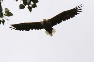 Zaterdagmidag volgde ik een zeearenden jong dwars door de bossen. Plots hoorde ik een ouder "schreeuwen die kennelijk ook op zoek was. De moeder ging even op een tak zitten en heb toen en paar prachtige foto's kunnen nemen. Toen ze mij in de gaten had vloog ze over mij heen en draaide weer terug. Op dat moment nam ik deze foto. Ze kijk mij aan en vloog toen weg (weer naar het nest). Een schitterend moment dat maar even duurde maar wat mij prachtige plaatjes opleverde. Onvergetelijk.