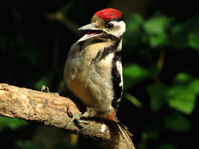 Deze jonge grote bonte specht bezoekt onze tuin regelmatig. Hij was het er niet mee eens dat er vlakbij een mus naast hem ging zitten