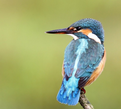 Hier nog een foto van de serie, die ik afgelopen zaterdag kon maken van deze mooie vogel. Foto gemaakt met Canon7D en 400mm lens icm 1.4 converter.