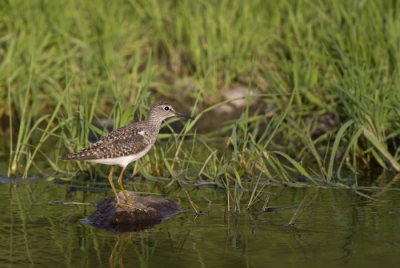 Laat in de middag liet deze vogel zich niet verstoren door een kudde schapen die de rivier overstaken.
