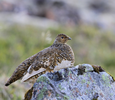 Hier een keer een vrouwtje van de alpensneeuwhoen. Je ziet ze minder vaak dan het mannetje. Foto gemaakt met Canon7D en 300mm lens.