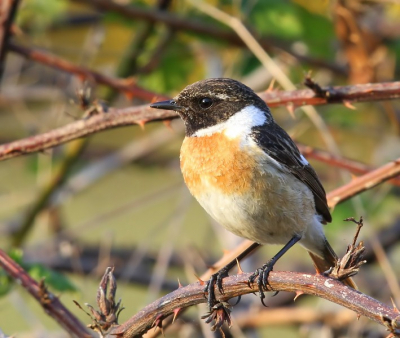 Deze roodborsttapuit kwam even lekker dicht in de buurt zitten. Foto gemaakt met Canon7D en 400mm lens.