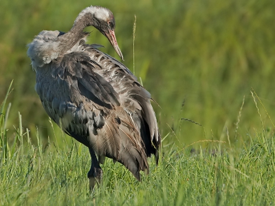 10 dagen heeft deze nog onvolwassen kraanvogel in Almkerk vertoeft. Bij mijn tweede bezoek had ik het geluk dat hij zeer dichtbij kwam, ik zat zelf in de schaduw, zodat ik niet opviel.
bij de vogel is het rood op de kop al goed te zien , ook heeft hij een vergroeiing aanzijn snavel, maar bij het foerageren deert hem dat niet.