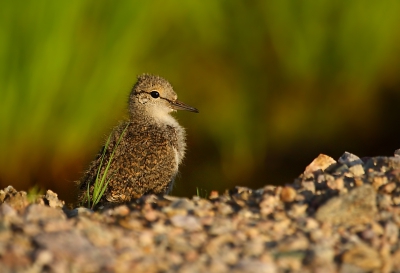 Gisteren avond was ik samen met mijn vader en zus nog een stukje "naar achteren" gereden waar de meren zijn. Met mooi avond licht kwam ik zo toch nog een paar leuke vogels tegen, waaronder dit jonge Oeverlopertje.