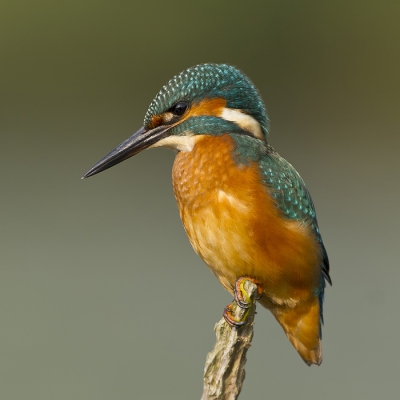 Na dagen vroeg uit de veren en rustig posten op een plek waar ik ze voorgaande jaren ook zag en hoorde had ik dan gisteren eindelijk een bevredigende ontmoeting met deze ijsvogelman...