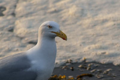 Hier een mooi plaatje die ik weer tegen kwam na het uitzoeken van mijn foto's na lange tijd hier weer eens tijd voor. Gemaakt tijdens een wandeling op de pier in Hoek van Holland