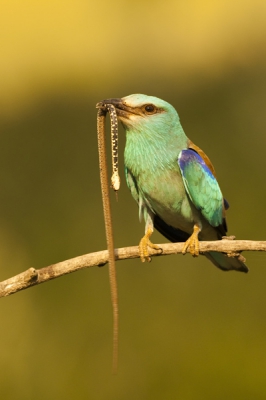 Dit was voor mij een heel bijzonder moment. We zaten in Hongarije in een vaste schuilhut en het vrouwtje Scharrelaar zit in de nestkast. Kom het mannetje er in een keer met een Ringslang aan. Hij poseerde nog even voor hij de nestkast invloog om de slang aan het vrouwtje te overhandigen.