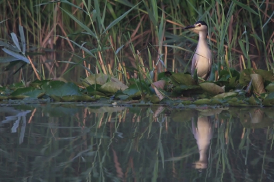 Deze Kwak liet zich vanochtend erg leuk bekijken.
Hij blijkt al een tijdje rond te hangen rond n visvijver. Erg leuk natuurlijk !