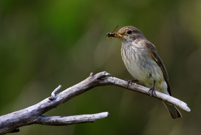 Vandaag ongeveer de eerste echte vogeldag gehad van de vakantie. Met soorten als Fitis, Parelduiker, Koperwiek, Witte Kwikstaart, Gele Kwikstaart, Sijs en dus ook de Grauwe Vliegenvanger, waarvan ik in de buurt een nest  plaats heb gevonden. Vanmorgen ben ik daar even wezen kijken en heb zo onder andere deze foto gemaakt.