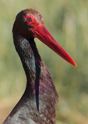 Gewoon geluk gehad. Ik wachtte een heel andere vogel apriletel Zwarte Ooievaar. Hij ging naast hem zitten. Mahimum 4-6 meter van mij en leer gewoon een portret.