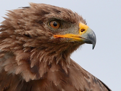 Ik had geluk. Is laag in de struiken zag ik een vogel zitten. Ik zat en keek kalme wijk. Udall oplopen tot 8 meter en hier rezultat.