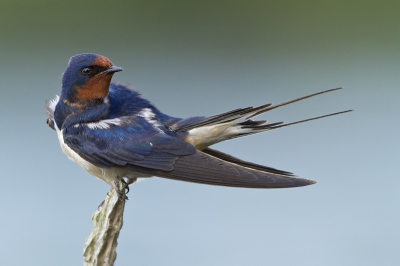 Vandaag heb ik tevergeefs gewacht op de IJsvogel. Gelukkig kwam deze fraaie Boerenzwaluw even buurten en poseren om de pijn wat te verzachten....