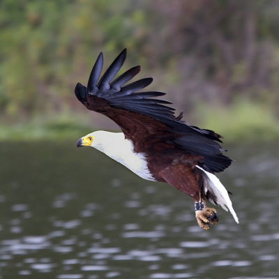 Dit is de bewerking door Gerard, zie voor de afgekeurde foto het Tijdelijke:
http://www.birdpix.nl/album_page.php?pic_id=323713