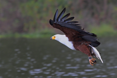 Dit is de bewerking door Lesley, zie voor de afgekeurde foto het Tijdelijke:
http://www.birdpix.nl/album_page.php?pic_id=323713