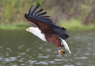 Dit is de bewerking door Sikko, zie voor de afgekeurde foto het Tijdelijke:
http://www.birdpix.nl/album_page.php?pic_id=323713