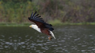 Dit is de bewerking door Jens, zie voor de afgekeurde foto het Tijdelijke:
http://www.birdpix.nl/album_page.php?pic_id=323713