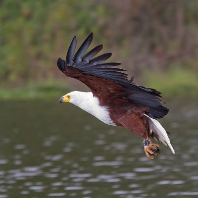 Dit is de bewerking door GertJan, zie voor de afgekeurde foto het Tijdelijke:
http://www.birdpix.nl/album_page.php?pic_id=323713